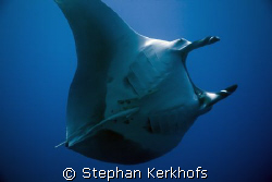 manta (manta birostris) taken at ras umm sid.
 by Stephan Kerkhofs 